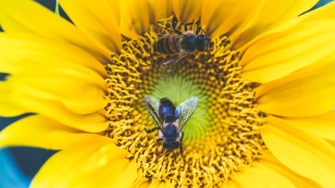 come le api possono scoprire la qualit&agrave; dell'aria- foto Pexels.