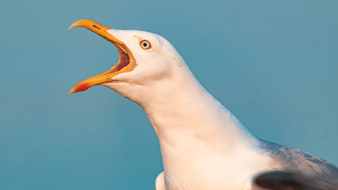 European herring gull